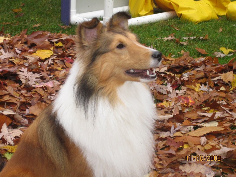 oak knoll shelties