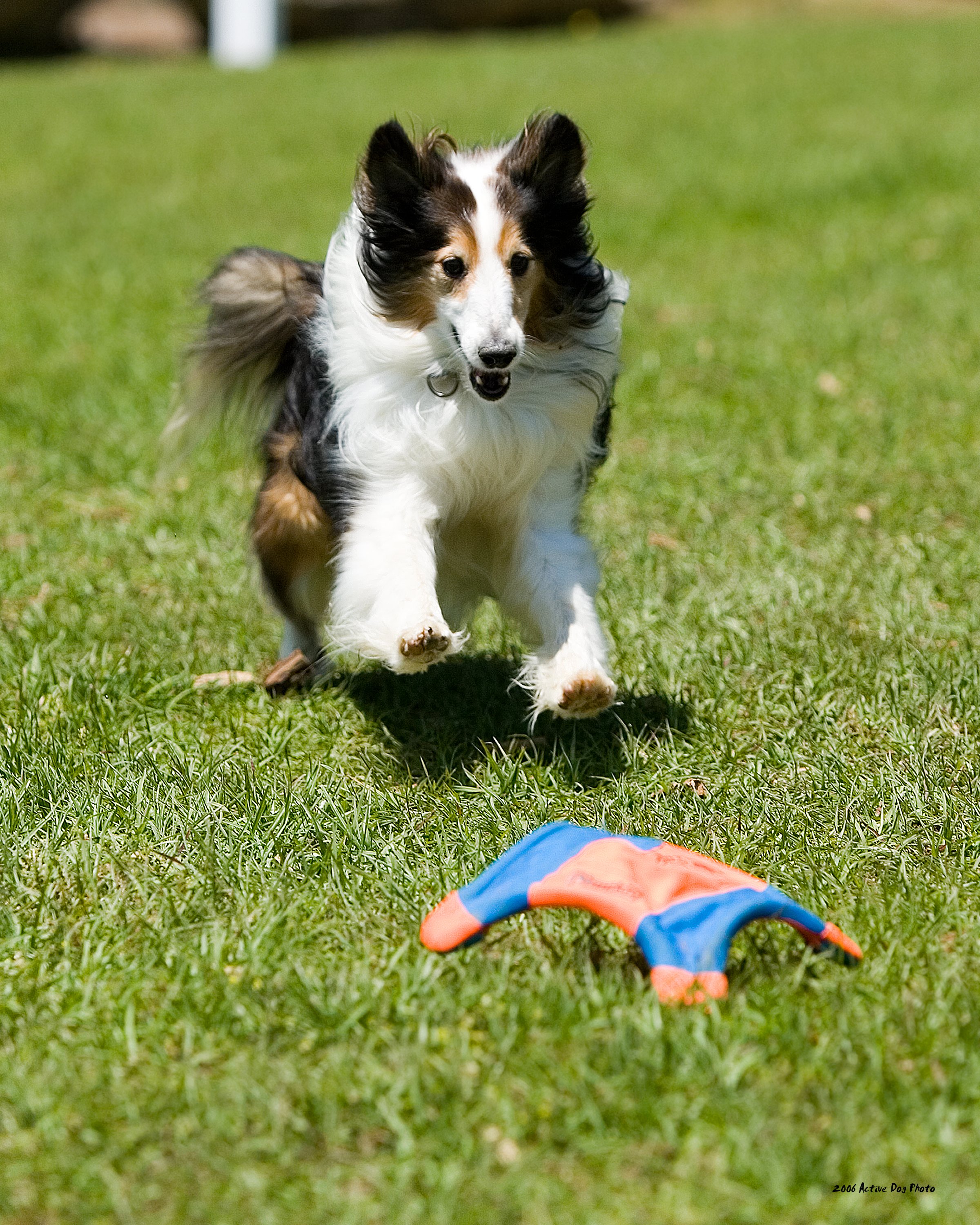 Gizmo with Toy