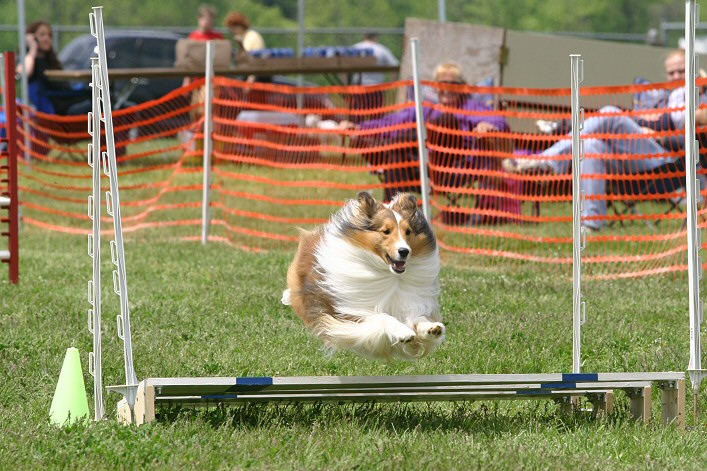 Dog Jumping