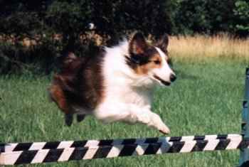 Gizmo going over an agility jump