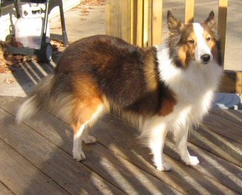 oak knoll shelties